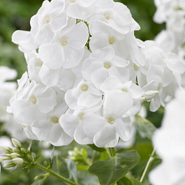 Флокс метельчатый Рембрандт