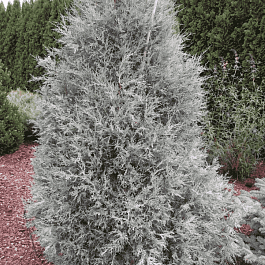 Можжевельник скальный Blue Heaven