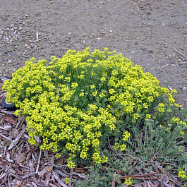 Алиссум скальный Алиссум скальный