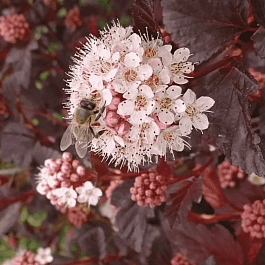 Пузыреплодник калинолистный Summer Wine