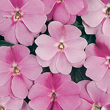 Бальзамин ново-гвинейский Дивайн Лавендер