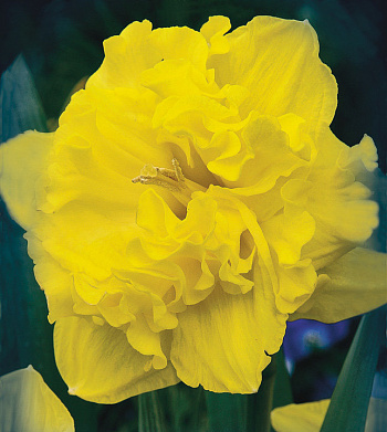 Нарцисс с расщеплённой коронкой Флайер