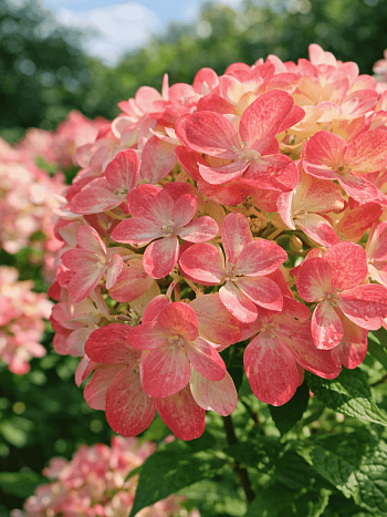 Гортензия метельчатая  Graffiti