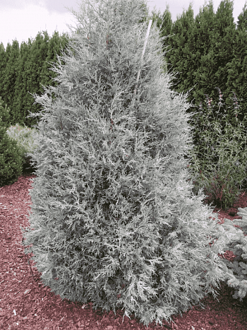 Можжевельник скальный Blue Heaven