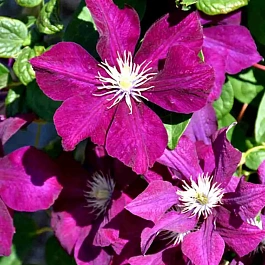 Клематис Monte Cassino