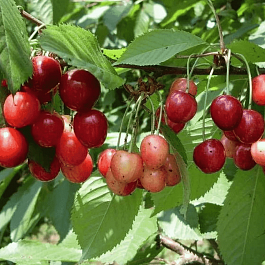 Черешня Памяти Астахова