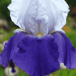 Ирис германский Aperge