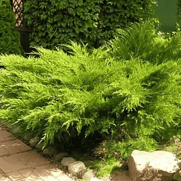 Можжевельник средний Mint Julep