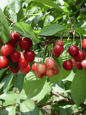 Черешня Памяти Астахова