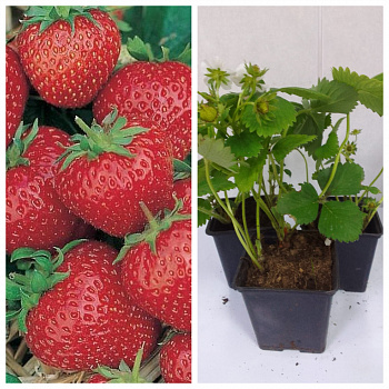 Земляника садовая Ред гонтлет НАБОР 3ШТ