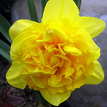 Нарцисс махровый Милена