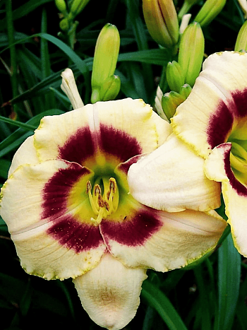 Лилейник Custard Candy