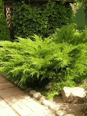 Можжевельник средний Mint Julep