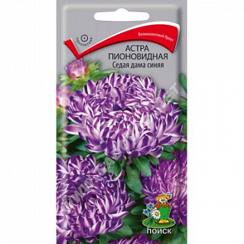 Астра пионовидная Седая Дама синяя Астра пионовидная Седая Дама синяя