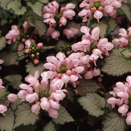 Яснотка пятнистая Пинк Пьютер