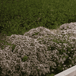 Тимьян обыкновенный Compact