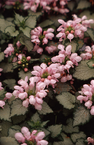 Яснотка пятнистая Пинк Пьютер