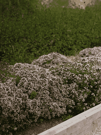 Тимьян обыкновенный Compact