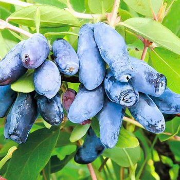 Жимолость съедобная Ленинградский великан