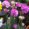 Армерия Ложноармерия Ballerina Purple