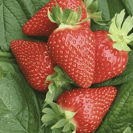 Земляника садовая Мурано
