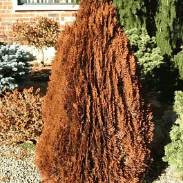 Туя восточная Morgan