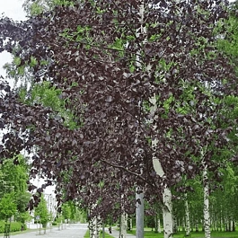 Береза повислая Royal Frost