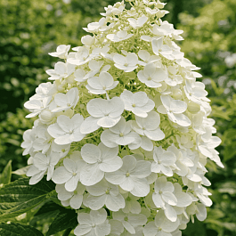 Гортензия метельчатая Kyushu