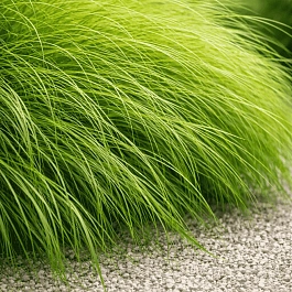 Осока гладконосая