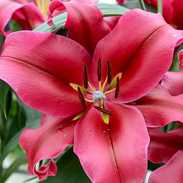 Лилия ОТ-гибрид Палаццо НАБОР 2ШТ (2+2) Лилия ОТ-гибрид Палаццо НАБОР 2ШТ (2+2)