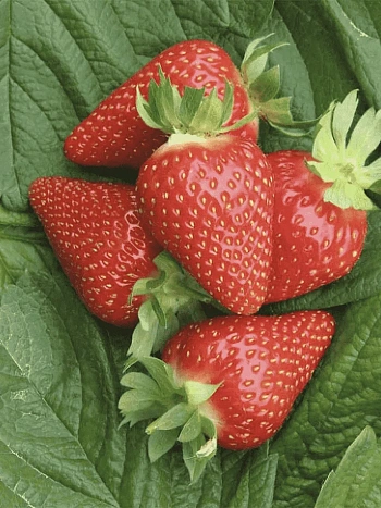Земляника садовая Мурано