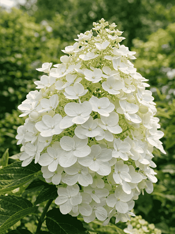 Гортензия метельчатая Kyushu