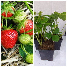 Земляника садовая Гирлянда НАБОР 3ШТ