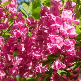 Робиния ложноакация Pink Cascade