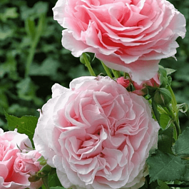 Роза грандифлора Louise De Marillac