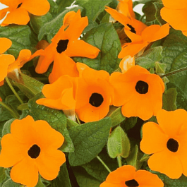 Тунбергия Sunny Susy New Orange