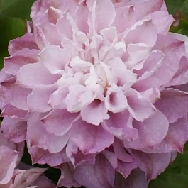 Клематис Dancing Smile