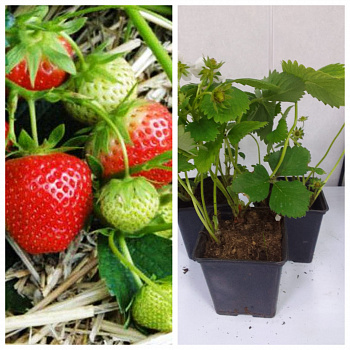 Земляника садовая Гирлянда НАБОР 3ШТ