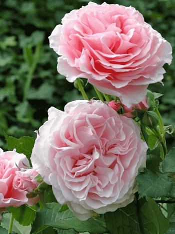 Роза грандифлора Louise De Marillac