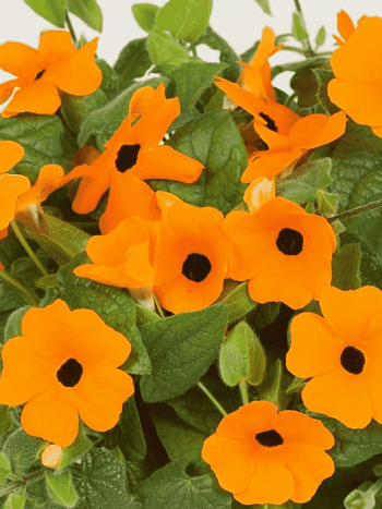Тунбергия Sunny Susy New Orange