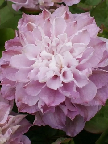 Клематис Dancing Smile