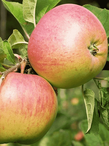 Яблоня Фрегат