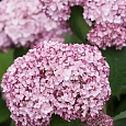 Гортензия древовидная Sweet Annabelle