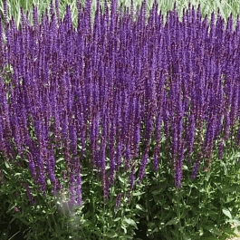 Шалфей дубравный Caradonna