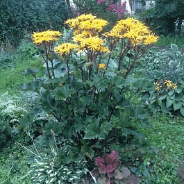 Бузульник гибридный Osiris Fantaisie