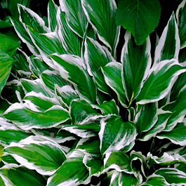 Хоста Albomarginata