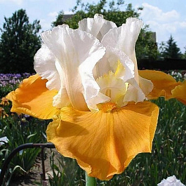 Ирис бородатый Пампкин Чизкейк