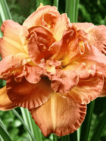 Лилейник Candlelight Dinner