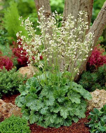 Гейхера кроваво-красная Вайт Клоуд