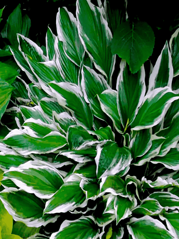 Хоста Albomarginata